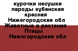 курочки несушки пароды кубанская красная - Нижегородская обл. Животные и растения » Птицы   . Нижегородская обл.